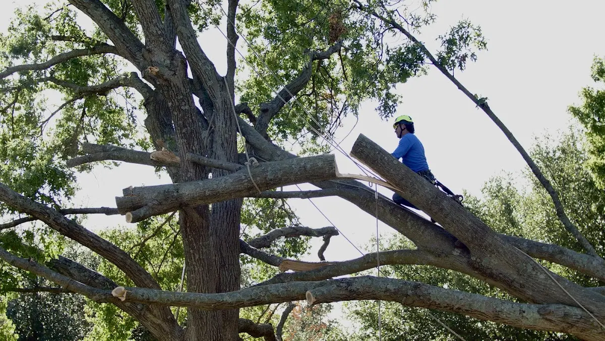Professional Hazardous Tree Removal performed by certified arborists in Carbondale