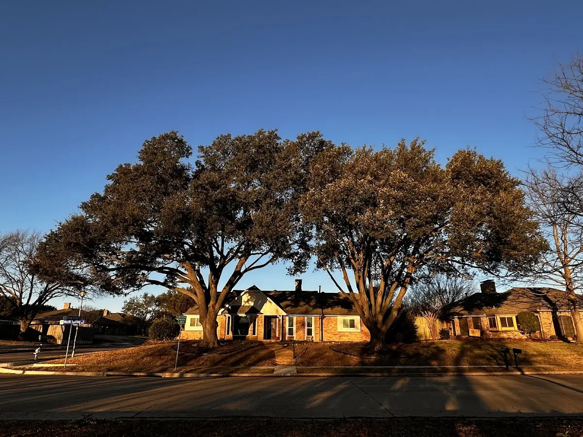 Established residential canopy tree shading a home in Carbondale